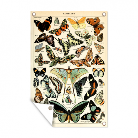 Tuinposter - Adolphe Millot - Vlinder - Dieren - Insecten - Vintage - Staand-thumbnail-1