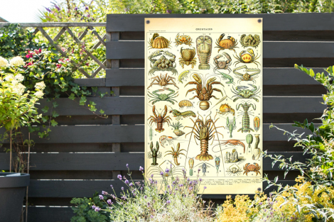 Tuinposter - Kreeft - Dieren - Zeedieren - Vintage - Adolphe Millot - Staand-thumbnail-2