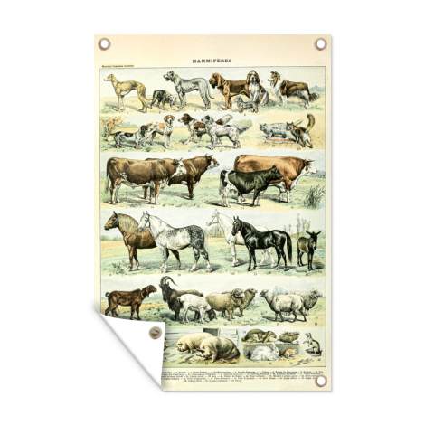 Tuinposter - Dieren - Paarden - Illustratie - Vintage - Adolphe Millot - Staand-1