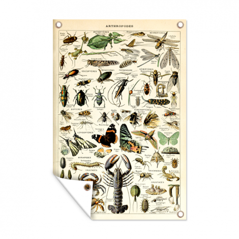 Tuinposter - Dieren - Adolphe Millot - Vintage - Insecten - Kunst - Staand-thumbnail-1