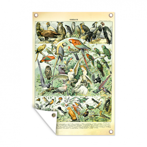 Tuinposter - Dieren - Vintage - Adolphe Millot - Vogels - Design - Staand