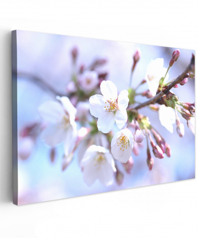 Leinwandbild Blumen Sakura Ast Blumen