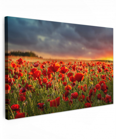 Canvas schilderij - Zonsondergang - Klaprozen - Rood