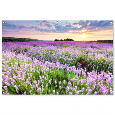 Tuinposter - Bloemen - Lavendel - Paars - Lucht - Zonsondergang - Weide - Natuur - Liggend