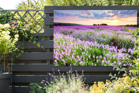Tuinposter - Bloemen - Lavendel - Paars - Lucht - Zonsondergang - Weide - Natuur - Liggend-thumbnail-2
