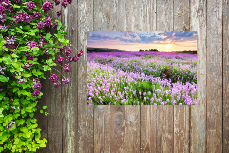 Tuinposter - Bloemen - Lavendel - Paars - Lucht - Zonsondergang - Weide - Natuur - Liggend-4