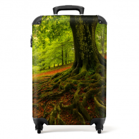 Koffer - Boom - Bos - Natuur - Herfst - Groen