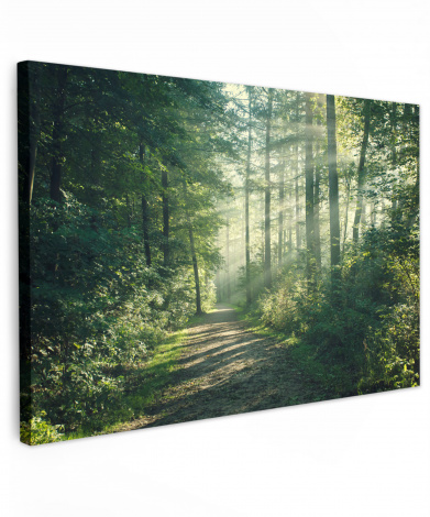 Leinwandbild Wald Weg Sonne