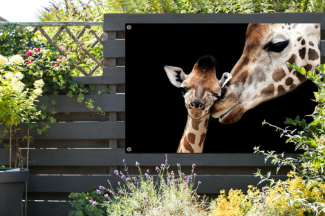 Tuinposter - Giraffe - Dieren - Zwart - Portret - Dieren - Liggend-2