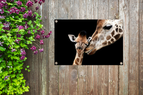 Tuinposter - Giraffe - Dieren - Zwart - Portret - Dieren - Liggend-4