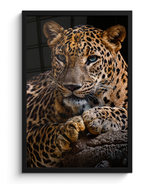 Poster met lijst - Wilde dieren - Panter - Portret - Zwart - Dieren - Staand