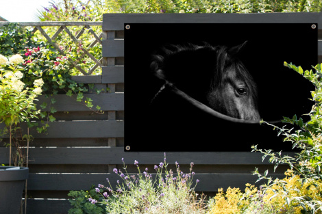 Tuinposter - Paarden - Portret - Zwart - Dieren - Liggend-thumbnail-2