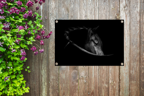 Tuinposter - Paarden - Portret - Zwart - Dieren - Liggend-thumbnail-4