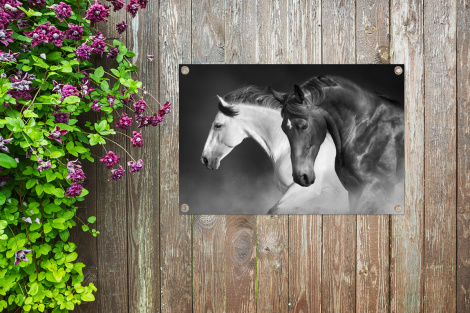 Tuinposter - Paarden - Dieren - Zwart - Wit - Portret - Liggend-thumbnail-4