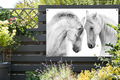 Tuinposter - Paard - Dieren - Portret - Wit - Liggend-thumbnail-2