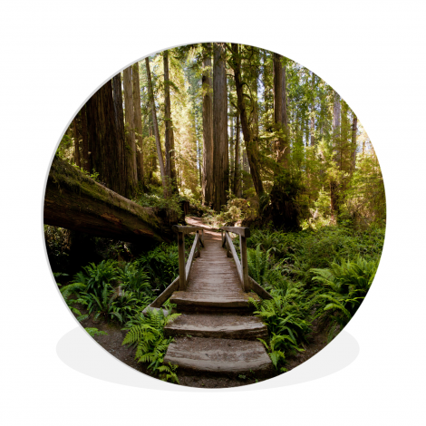 Runde Bilder - Dschungel - Natur - Treppe - Bäume-1
