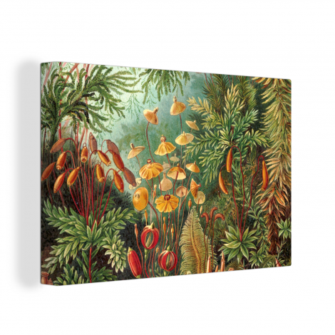 Canvas schilderij - Design - Natuur - Paddenstoelen - Ernst Haeckel