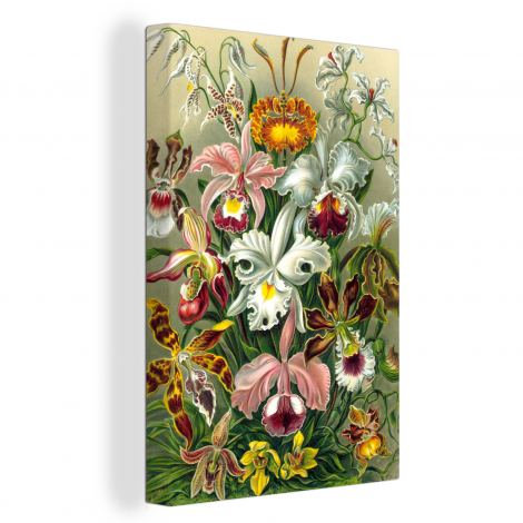 Canvas - Planten - Natuur - Bloemen - Ernst Haeckel