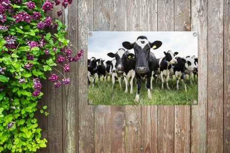Tuinposter - Koeien - Gras - Lente - Dieren - Weiland - Boerderij - Liggend-4