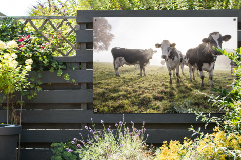 Tuinposter - Koeien - Licht - Gras - Dieren - Liggend-2