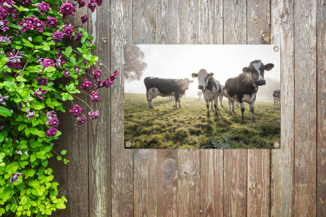 Tuinposter - Koeien - Licht - Gras - Dieren - Liggend-thumbnail-4