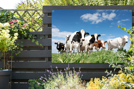 Tuinposter - Koeien - Platteland - Weiland - Natuur - Dieren - Liggend-2