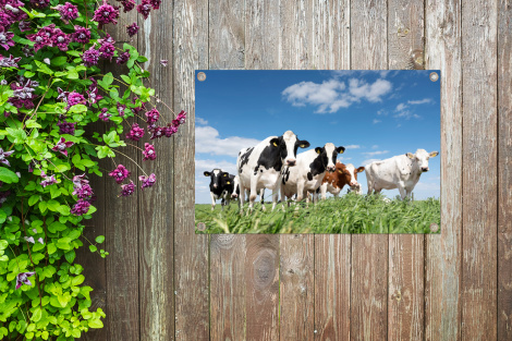 Tuinposter - Koeien - Platteland - Weiland - Natuur - Dieren - Liggend-4
