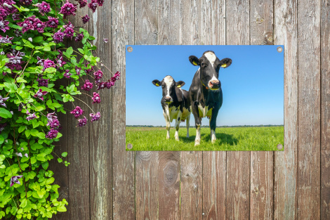 Tuinposter - Koeien - Weiland - Gras - Dieren - Boerderij - Liggend-4