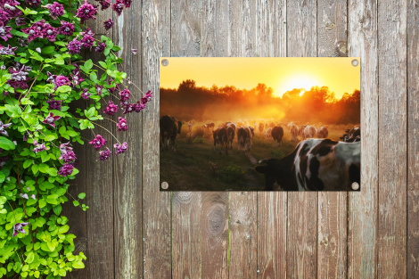 Tuinposter - Koeien - Zonsondergang - Weiland - Dieren - Liggend-thumbnail-4