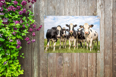 Tuinposter - Koeien - Weiland - Dieren - Natuur - Gras - Liggend-thumbnail-4