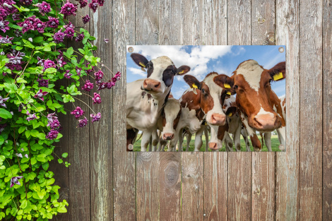 Tuinposter - Koeien - Dieren - Weiland - Natuur - Liggend-4
