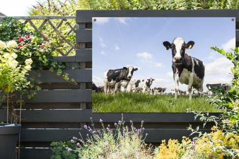 Tuinposter - Koeien - Gras - Dieren - Zon - Boerderij - Liggend-thumbnail-2