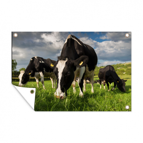 Tuinposter - Koeien - Dieren - Gras - Weiland - Boerderij - Liggend-1