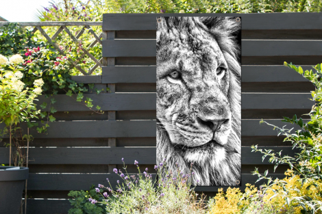 Tuinposter - Portret - Leeuw - Zwart wit - Staand-2