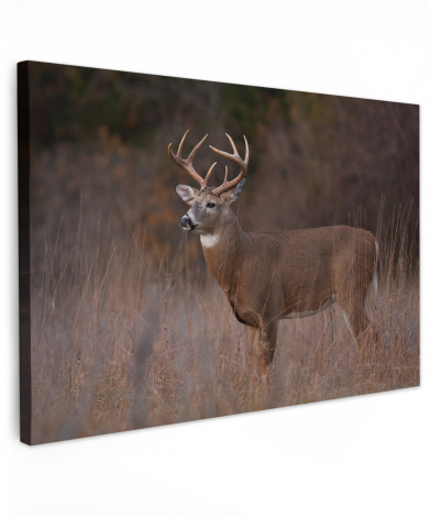 Canvas schilderij - Herfst - Hert - Gras - Natuur - Dieren