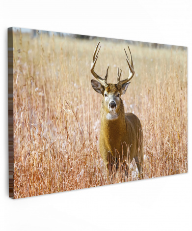 Canvas schilderij - Hert - Gras - Herfst - Dieren - Natuur - Gewei