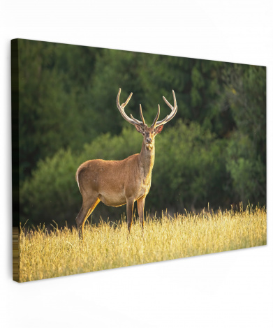 Canvas schilderij - Hert - Gewei - Gras - Natuur - Dieren - Groen