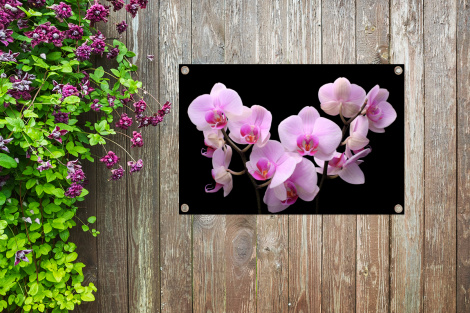 Tuinposter - Orchidee - Bloemen - Roze - Zwarte achtergrond - Liggend-thumbnail-4