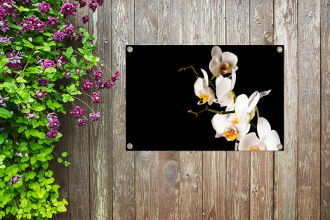 Tuinposter - Orchidee - Bloemen - Planten - Botanisch - Liggend-4