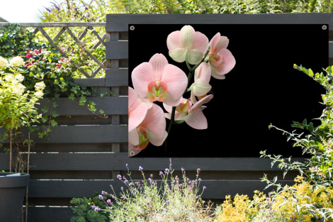 Tuinposter - Flora - Orchidee - Bloemen - Liggend-thumbnail-2