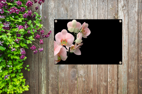 Tuinposter - Flora - Orchidee - Bloemen - Liggend-4