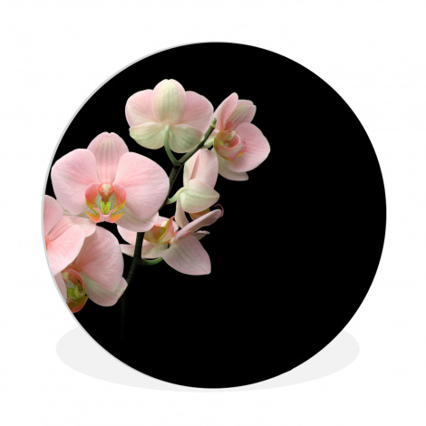 Runde Bilder - Flora - Orchidee - Blumen