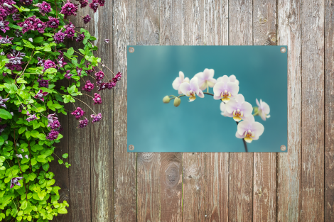 Tuinposter - Orchidee - Bloemen - Plant - Wit - Paars - Liggend-thumbnail-4