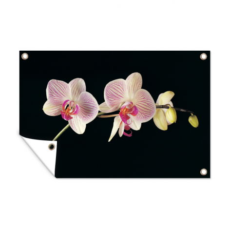 Tuinposter - Orchidee - Bloemen - Zwart - Roze - Knoppen - Liggend