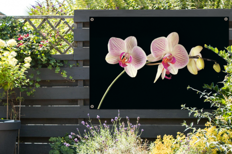Tuinposter - Orchidee - Bloemen - Zwart - Roze - Knoppen - Liggend-2