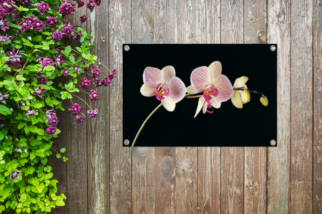 Tuinposter - Orchidee - Bloemen - Zwart - Roze - Knoppen - Liggend-thumbnail-4