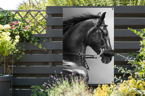 Tuinposter - Paarden - Zwart - Portret - Dieren - Staand-2
