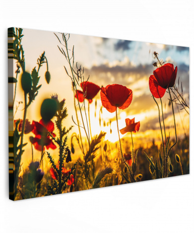 Leinwandbild Rote Mohnblumen bei Sonnenaufgang