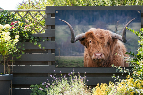 Tuinposter - Schotse Hooglander - Koeienkop - Landschap - Natuur - Koe - Liggend-2