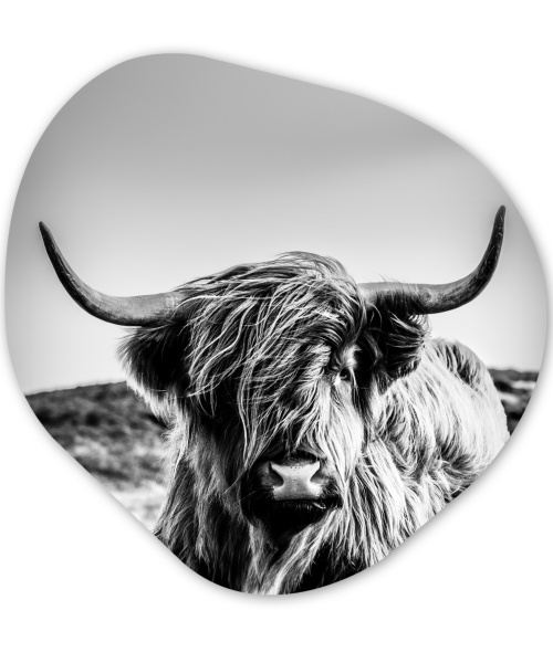 Organisch schilderij - Schotse Hooglander - Koe - Zwart - Wit